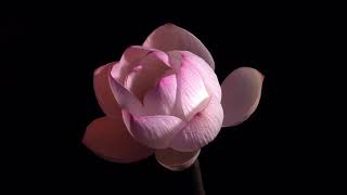 Hayley Williams - Roses/Lotus/Violet/Iris (Legendado em Português)