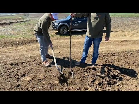 زراعة شجرة الجوز   