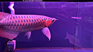 DƯỠNG CÁ RỒNG VƯỢT QUA MÙA MƯA BÃO KÉO DÀI | DÀNH CHO NGƯỜI MỚI 2022