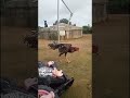 #galosderaça