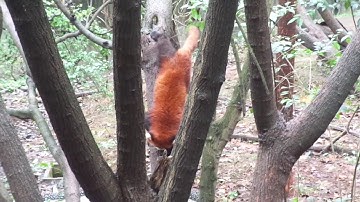 Red Panda Climbing Down a Tree in Chengdu, China