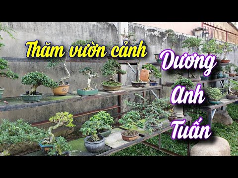 Video SH.6741. Thăm vườn cảnh đẹp Dương Anh Tuấn phường Đông... - youtube