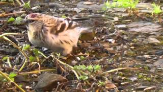 Hornemann's Arctic Redpoll, Norwick, Unst 30th September 2012