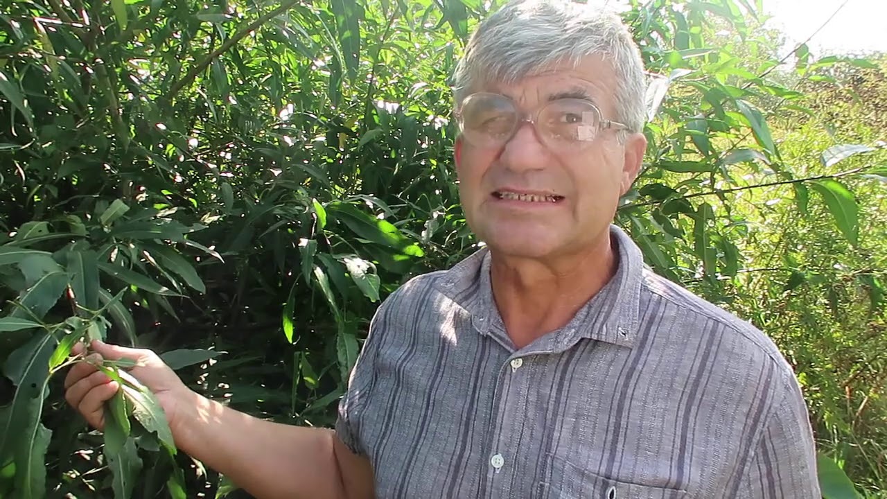 Ива (верба,ракита,ветла)- растение не только с жаропонижающими ...