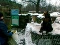 Kaliningrad Zoo (2). Bears | Калининградский зоопарк (2). Медведи