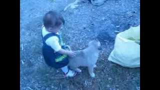 Köpekle Oynayan Azra Bebek