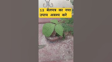 12 बेलपत्र का नया उपाय ।। #pandit_pradeep_ji_mishra #shiv #katha #shiva