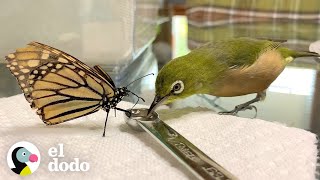 Pajarito rescatado es mejor amigo de las mariposas | El Dodo