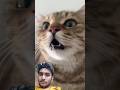January 6 2025 Cat Cats January 6 2025 Cat Cats