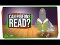 Can Pigeons Really Read