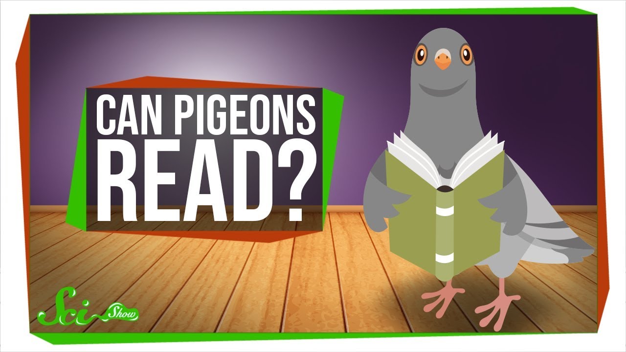 Can Pigeons Really Read