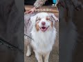 犬の社会化トレーニング