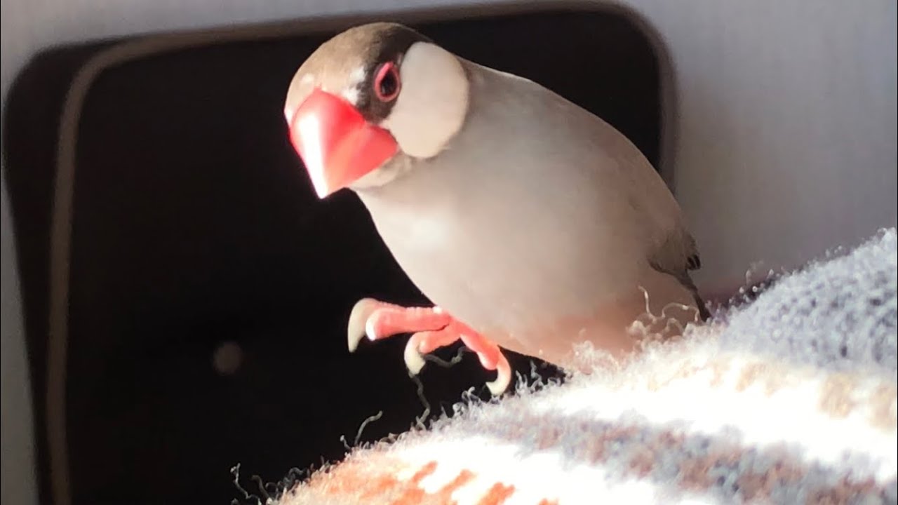 文鳥 足 に 力 が 入ら ない