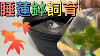 I started raising goldfish in a water lily pot. - YouTube