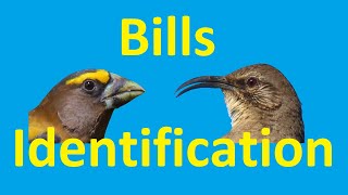 Secret to Bird Identification: Bill Shapes of Perching Birds