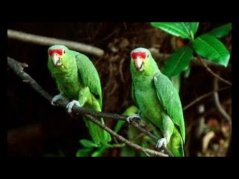 Amazonas Doku Amazonas Doku