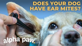 How To Know If Your Dog Has Ear Mites Ear Mites In Dogs