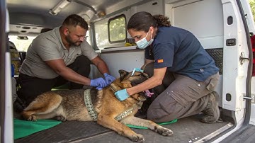 Fearless Rescue Team Saves German Shepherd from Giant Python