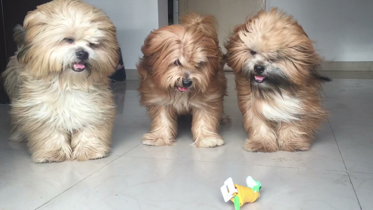 toy lhasa apso