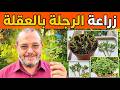 أفكار إبداعية لزراعة الرجلة أو البربير أو الفرفحينا بدون بذور في أواني للإستفادة من فوائدها الصحية