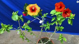 Multigraft Hibiscus update | Gardener update