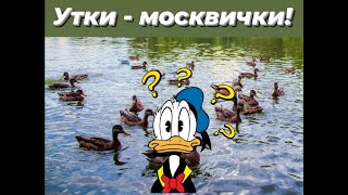 УТКИ - МОСКВИЧКИ/ ЖИТЕЛИ МОСКВЫ-РЕКИ/УТКИ НАПРОТИВ МОСКВА-СИТИ/УТКИ НА ЗИМОВКЕ В МОСКВЕ