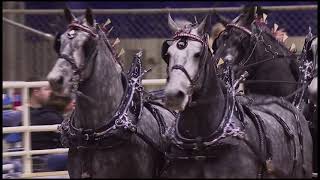 Gentle Giants $100,000 invitational Six Horse Hitch Championship Pt 2