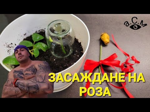 Видео: Как да пресадим роза от саксия в саксия у дома?