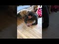 Adorable dogs mistake their owner's braid for a chew toy