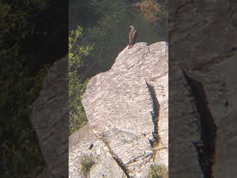 من الطيور الجارحة