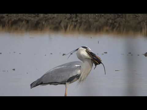 Video: Differenza Tra Pellicani E Cicogne