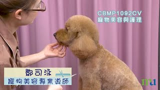 寵物美容小技巧！教你喺屋企幫寵物剪毛