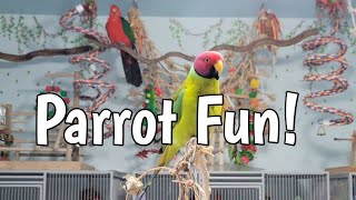 Two Parrots One Bird Room and a Lot of Bird Toys