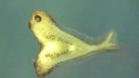 Spemann-Mangold Organizer and embryonic induction