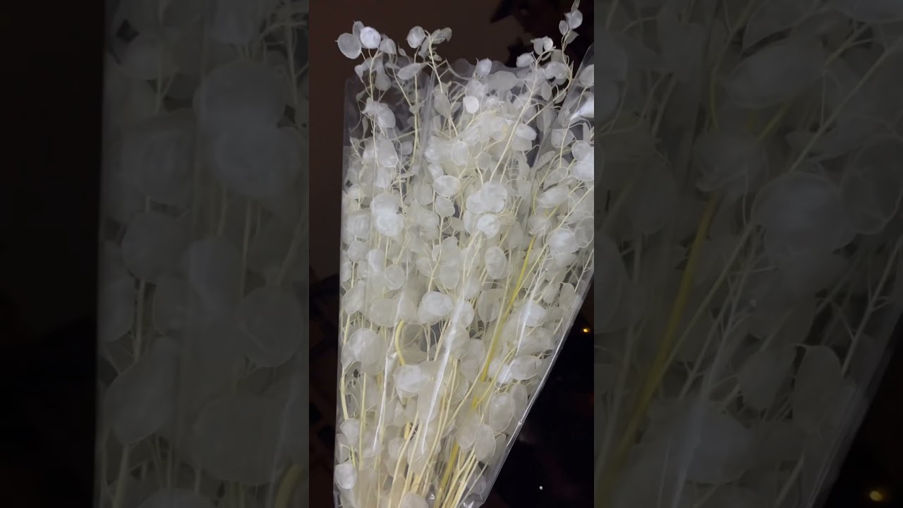 Preserved Lunaria Luxury flower for wedding #preservedflower #luxury