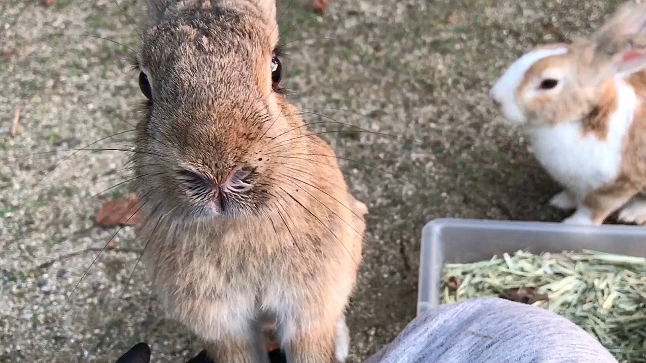 A rabbit being bullied asked for help. - YouTube