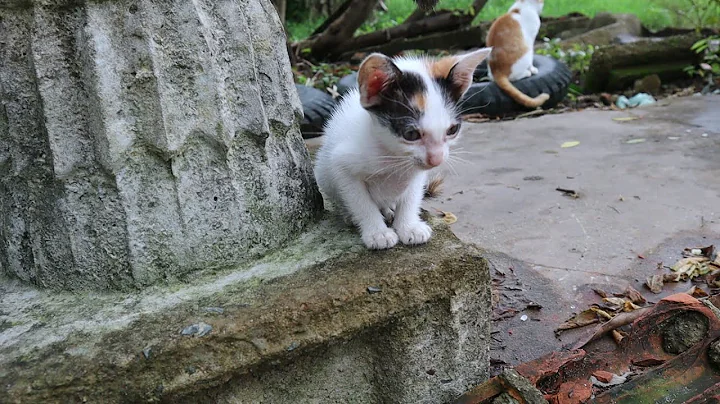 Watch the video about Very cute tiny kitten talking and playing with mom