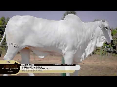 LOTE 55   MAGIA DA RS   RSBP 6596 zap 1