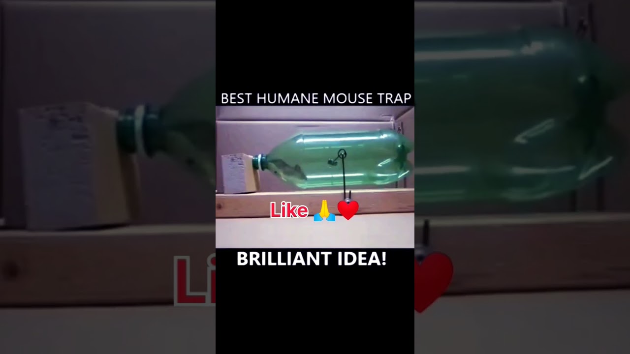 Homilador ayol jinsiy aloqa Men qiyshiq qo‘limni ko‘p siltab tashladim