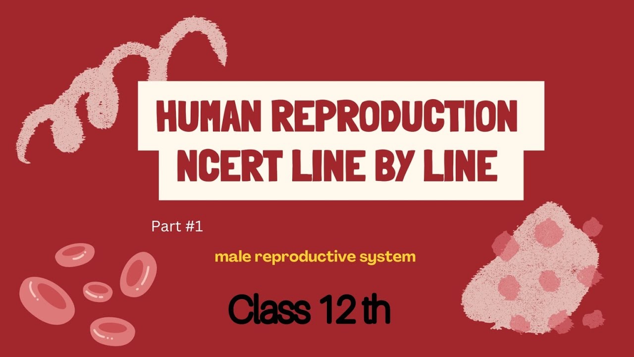 Human reproduction class 12th| line by line | @NcertExplanation_09 # ...