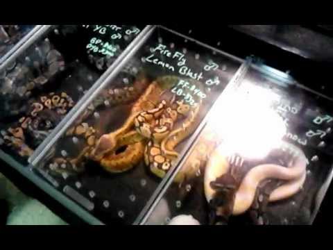 Taylor Michigan reptile show 2013 - YouTube