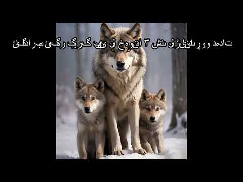 ئاگاداربە ئەگەر گورگ بینی لە خەوندا ٣ شت لەژیانتا ڕوو دەدات