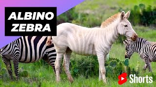 Albino Zebra 🦓 One Albino Animal You Have Never Seen #shorts