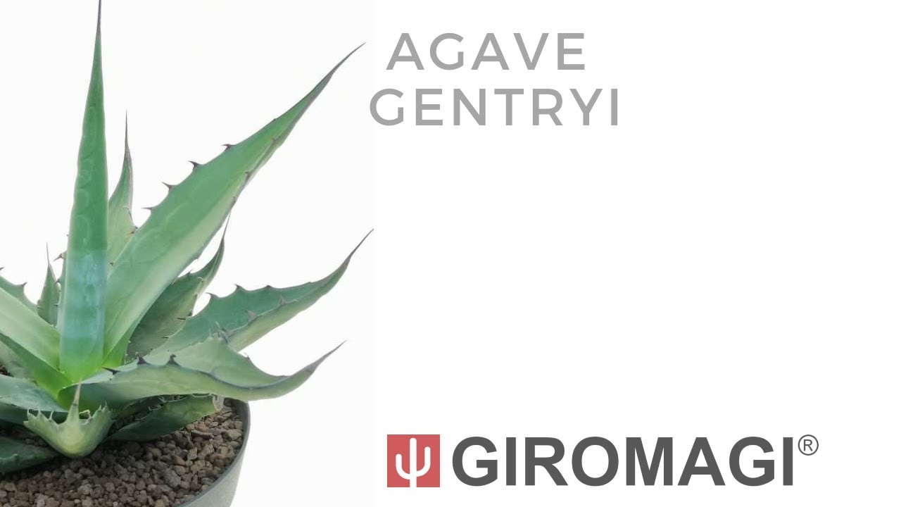 10 Graines D'Agave Gentryi 'La Escondida' – Plante Succulente Résistante Au Gel, Originaire Du Mexique - 10