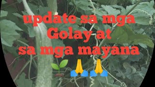 update sa mga Golay at sa mga mayana 🌱🪴🌄🙏 screenshot 5