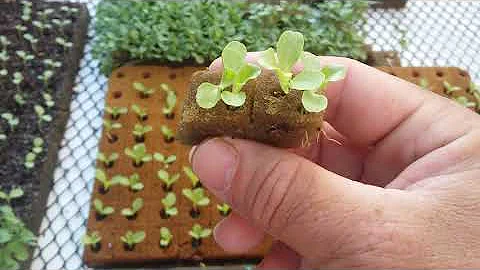Como germinar sementes na espuma fenólica?