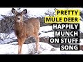 the pretty mule deer happily munch on stuff song