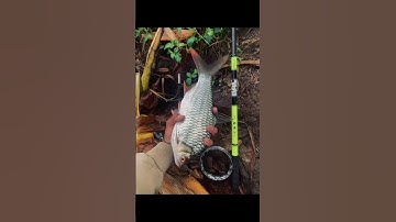 #mancing #tawes #shorts #fyp