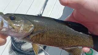 New species for me: Smallmouth Bass and Walleye!