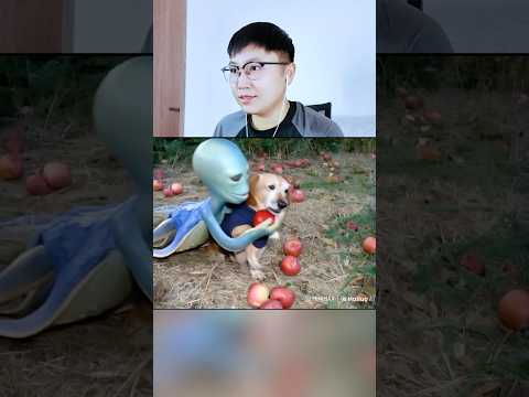 Apple Dog Bị